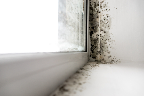 mold damage from flooding caused by hurricane ian