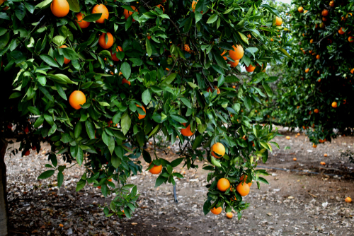 orange growers can sue for damages from recent hurricanes